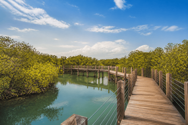 Mangrove boardwalk in Umm Al Quwain