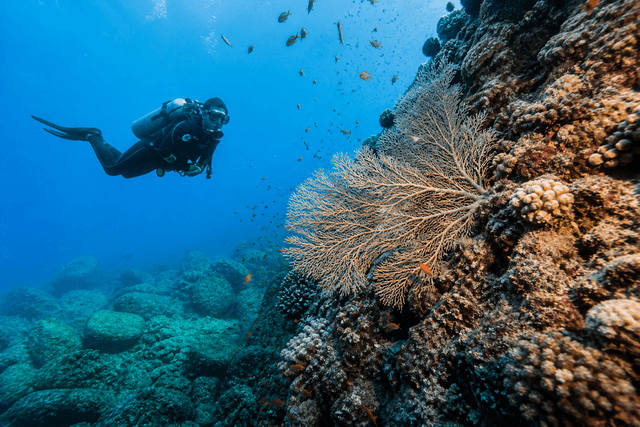 Scuba Diving experience in the UAE