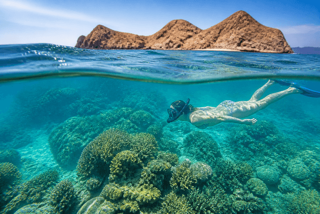 Snorkelling experience in the UAE