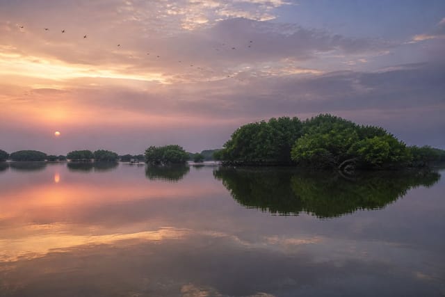 Mangrove lagoons at sunrise in Umm Al Quwain